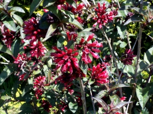 cestrum rubrum